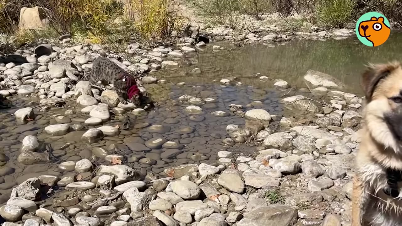 A spotted cat wearing a red harness walks among rocks at the edge of a shallow stream while a dog stands nearby in the foreground.