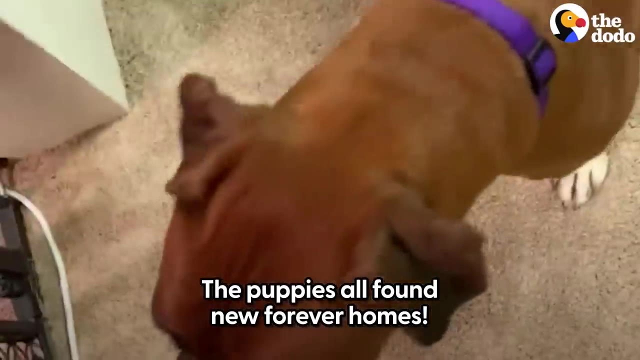 A high-angle view of a brown dog wearing a purple collar indoors on carpet.
