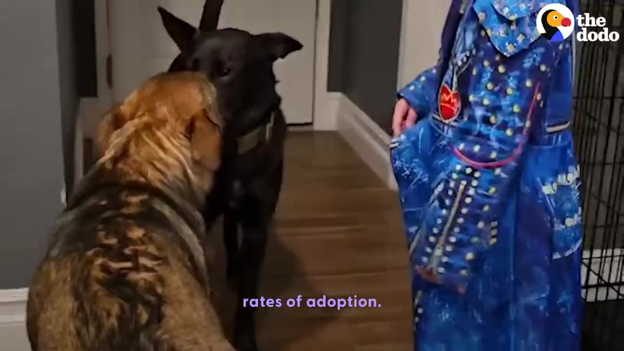 A black dog and a brown dog sniff each other in a hallway next to a child wearing a blue patterned coat.