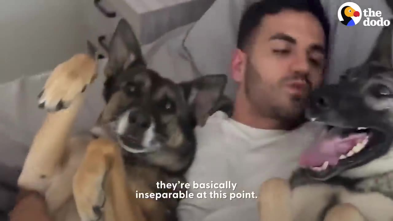 A man lying down on a bed with two German Shepherd dogs cuddled up next to him, with on-screen text reading 'they're basically inseparable at this point.'