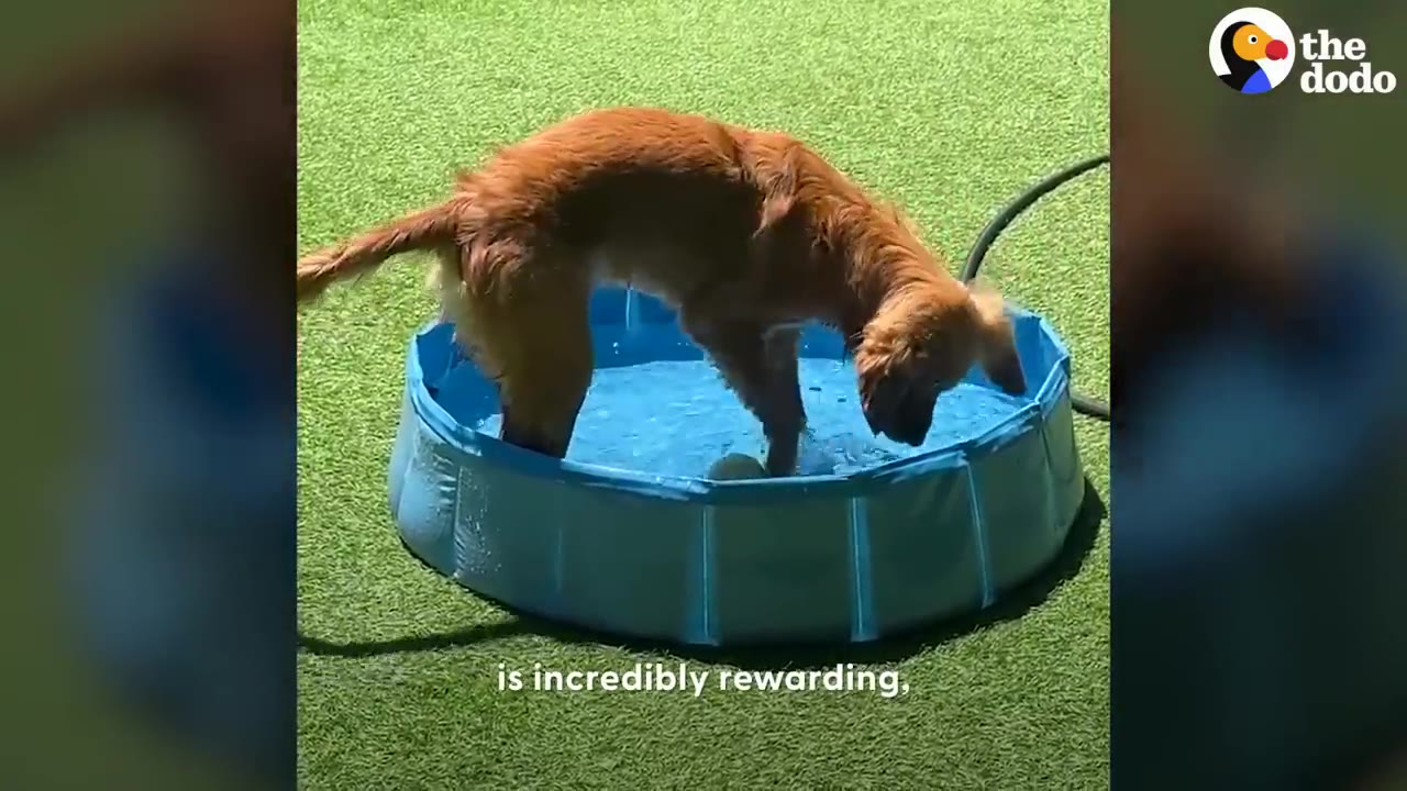 A golden dog standing inside a small blue plastic pool on artificial grass outdoors.