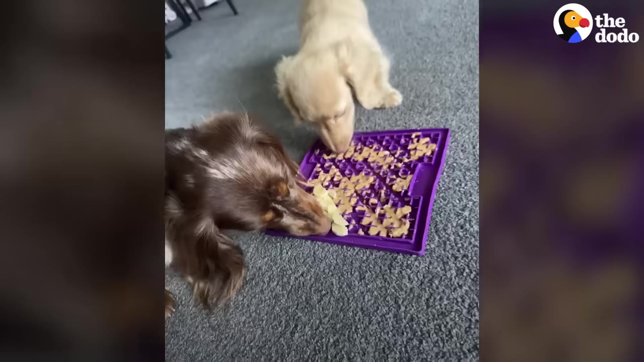 Two dachshunds eating together off a purple enrichment mat on a gray carpeted floor.