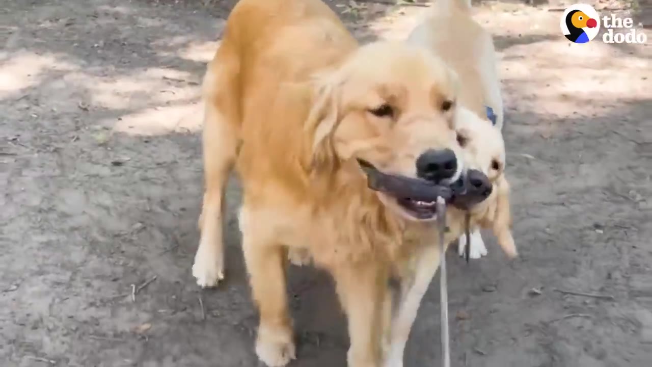 Two golden dogs standing together outdoors holding a stick in their mouths simultaneously.