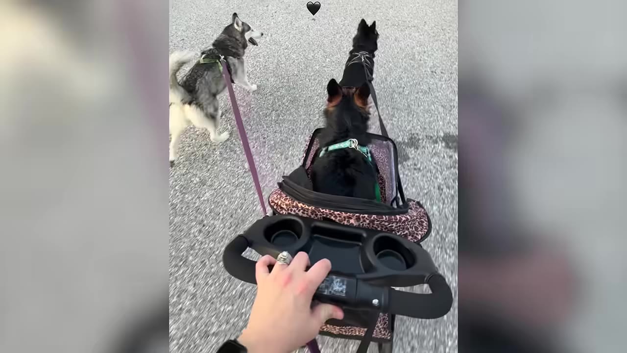 A first-person view of a person pushing a small black dog in a leopard-print pet stroller outdoors, while two other dogs walk ahead on leashes.