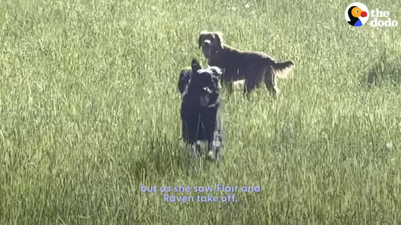 A black dog and a brown dog running and standing in a grassy field.