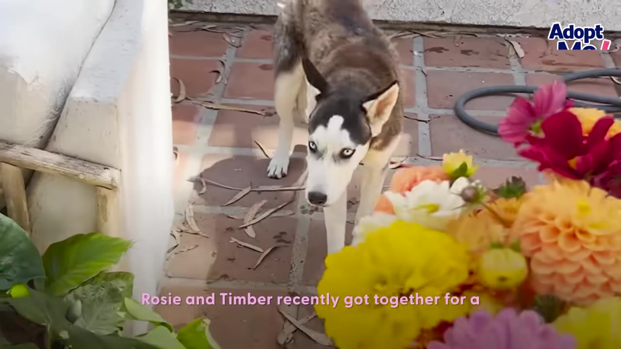 A husky dog standing on a patio behind bright yellow and pink flowers.