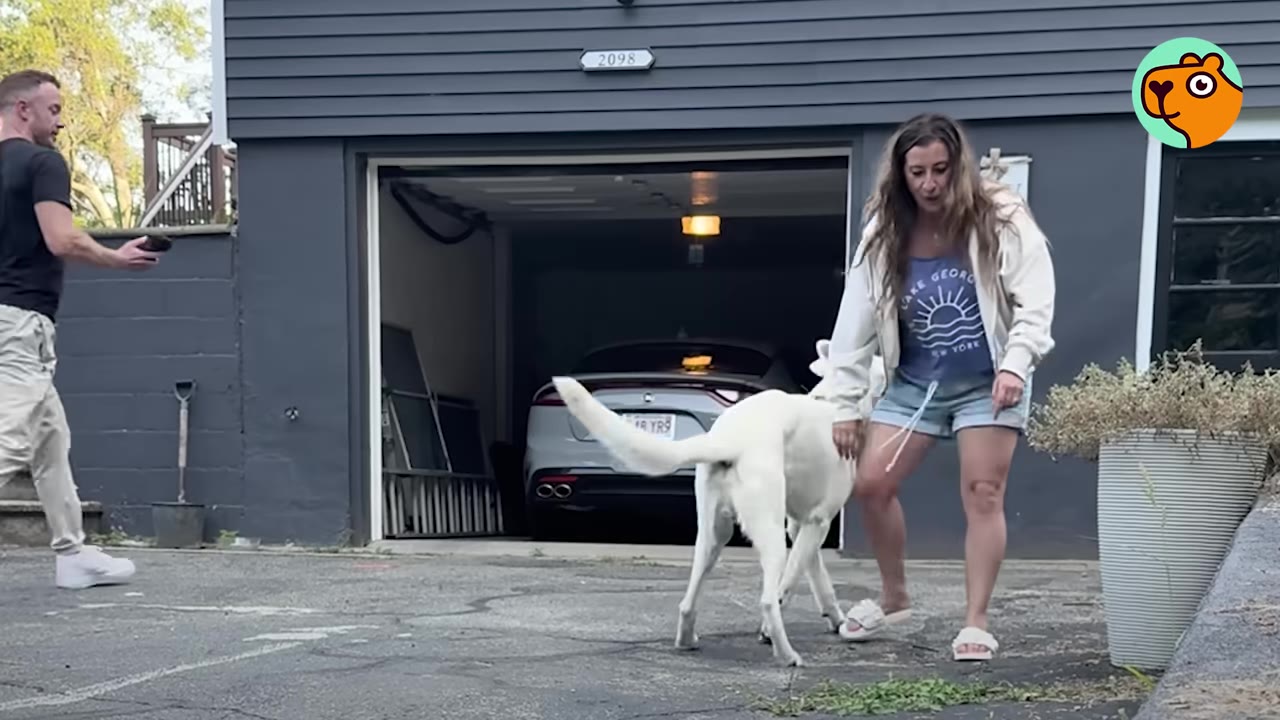A happy white dog standing outside near a garage with a woman leaning down to pet him.