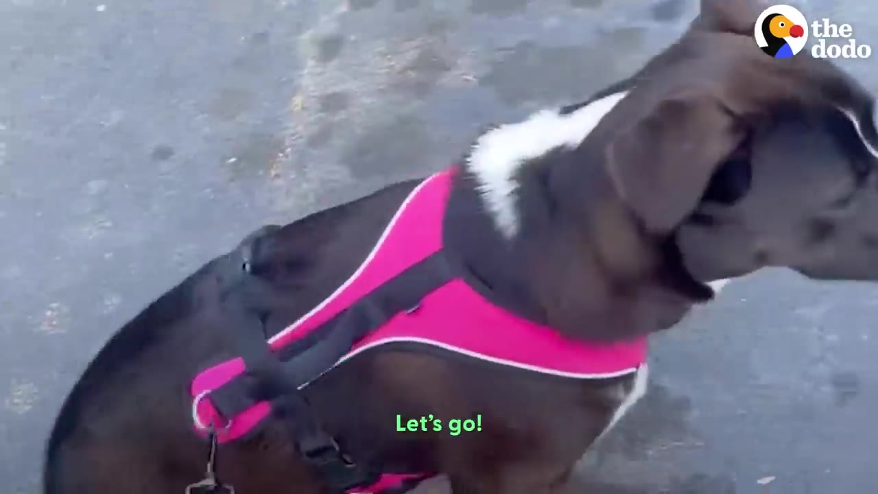 A black and white dog wearing a bright pink harness stands outside on the pavement.