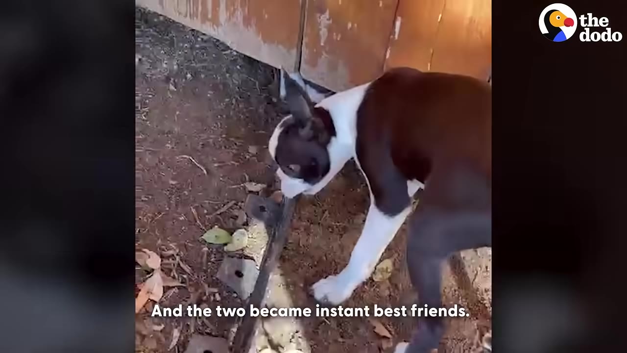 A brown and white Boston Terrier puppy sniffs the ground outdoors near a wooden fence.