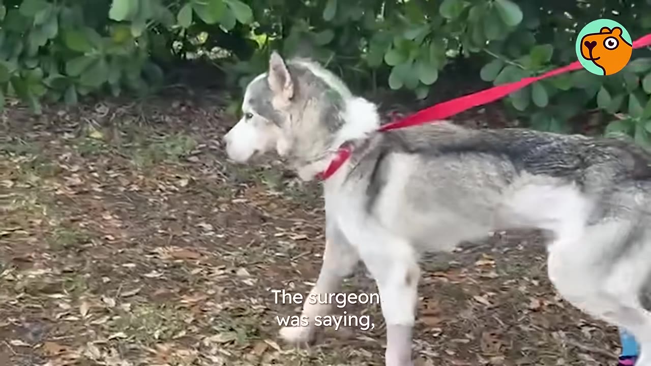 A husky dog walking outside on a red leash past green bushes.