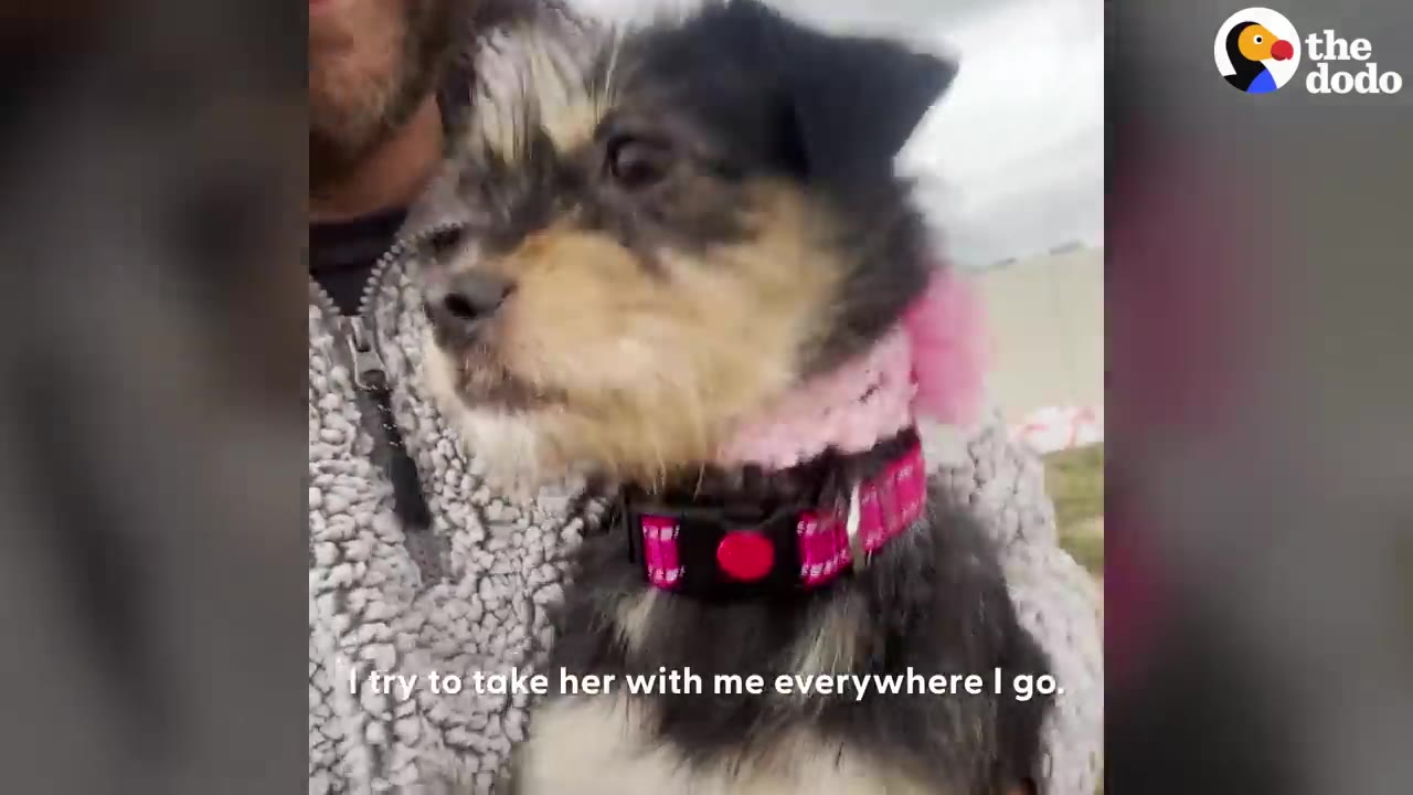 A small black and tan terrier mix dog wearing a bright pink collar held closely by a person.