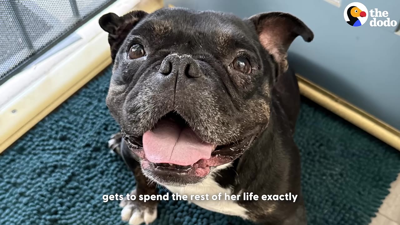 A close-up shot of a happy black and white bully breed dog looking up with her mouth open, sitting on a blue mat.