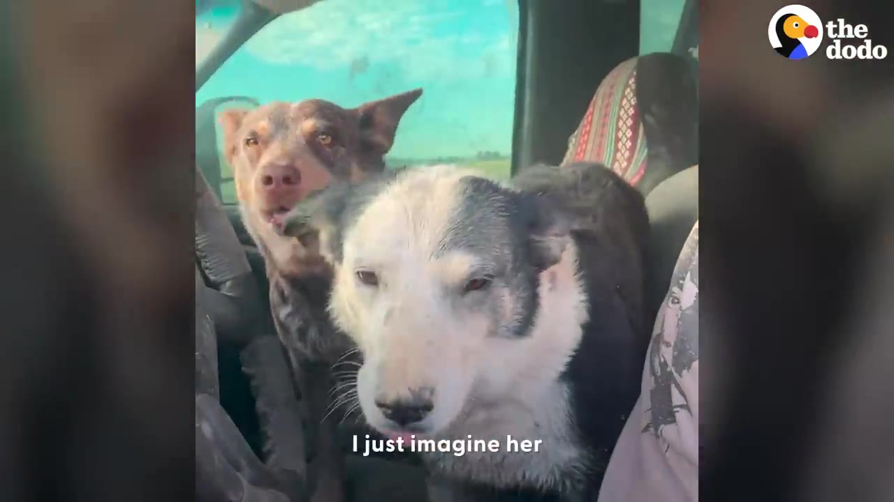 Two dogs sitting together inside the front seat of a vehicle.