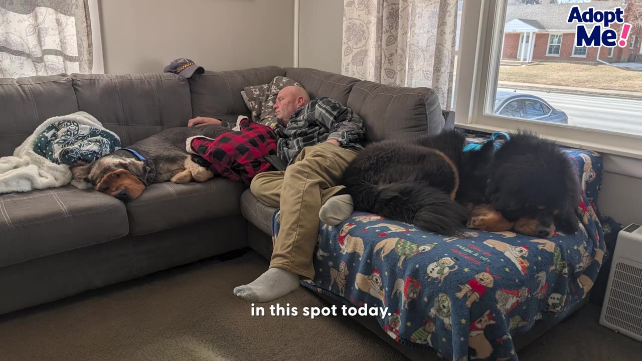 A man sleeping on a sectional sofa in a living room, flanked by two dogs lying down beside him.