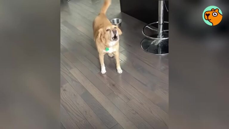 Pennsylvania Family Finds A Strange Dog Inside Their Locked House At 4 AM, And The Footage Explains Why