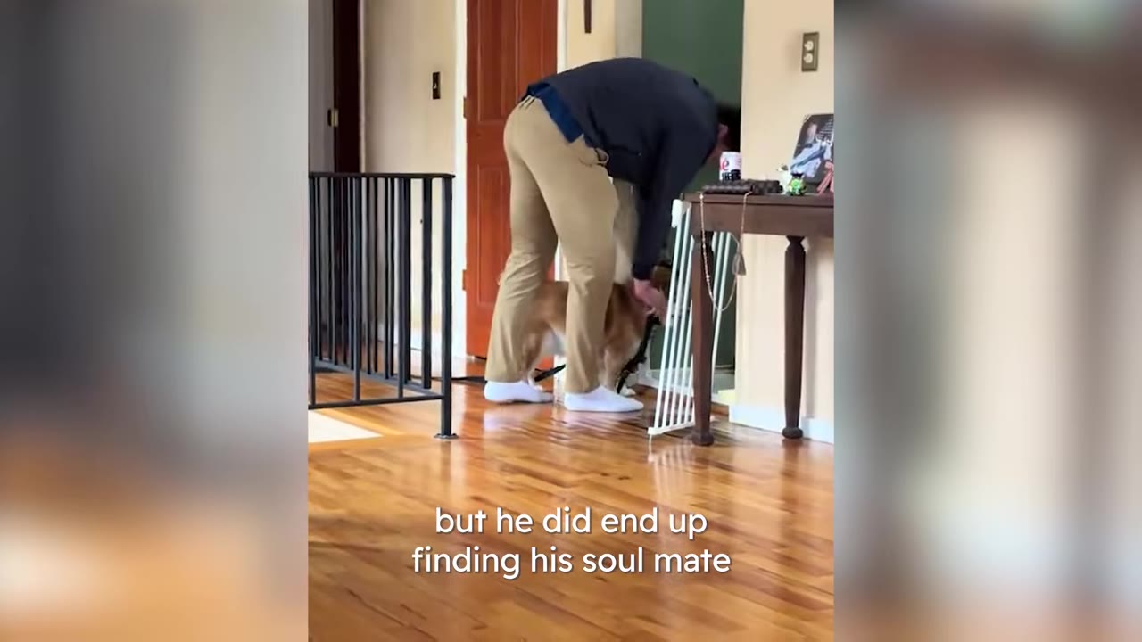 A man in khaki pants and a dark jacket bends over to pet a corgi dog standing near a white gate inside a house with wooden floors.