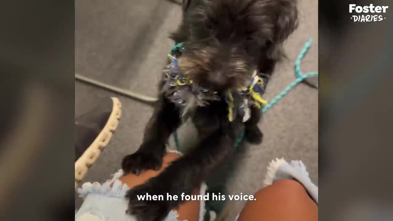A small, fluffy black dog with a colorful collar stands on its hind legs, resting its front paws on a person's lap.