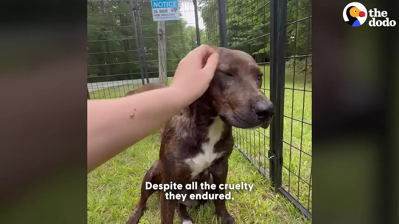A person's hand gently pets a brown and white dog on the head as it sits in a grassy enclosure, closing its eyes contentedly.