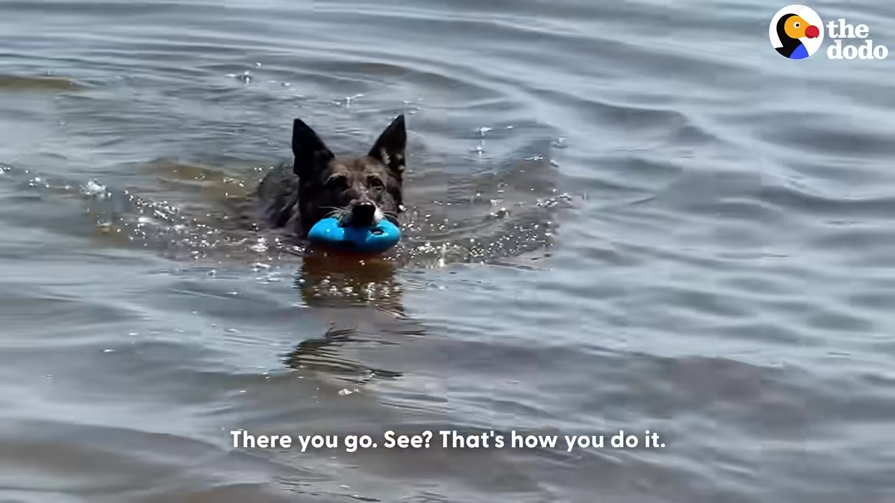 A dark-colored dog swims in a body of water while holding a blue toy in its mouth.