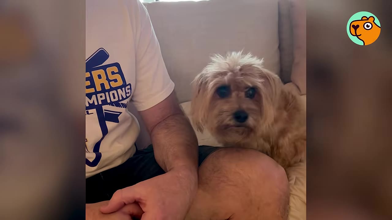 A small tan fluffy dog sitting on a couch resting near a person's lap.
