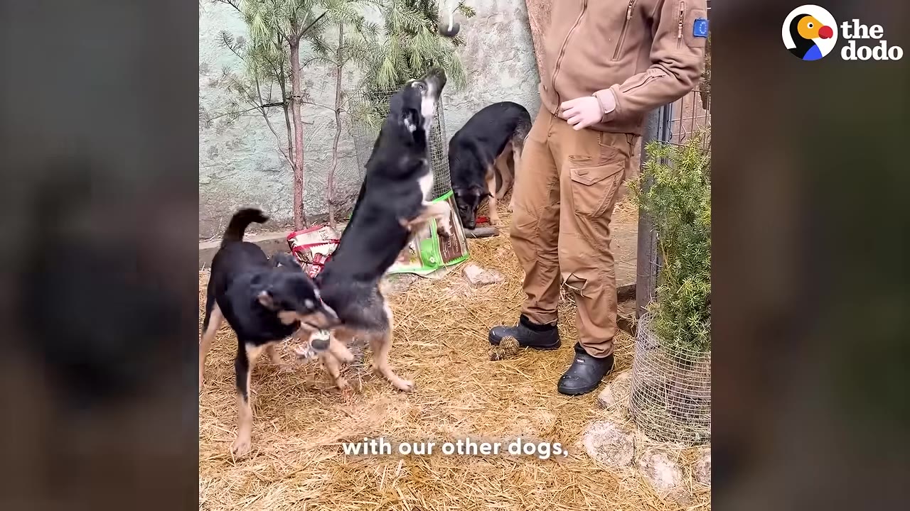 A group of black and tan dogs playing together in an outdoor enclosure with straw on the ground, while a person in brown pants stands nearby.