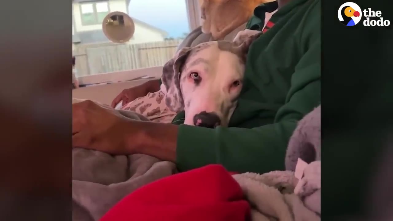 A merle Great Dane rests its head affectionately on a person's arm while lying on a couch.