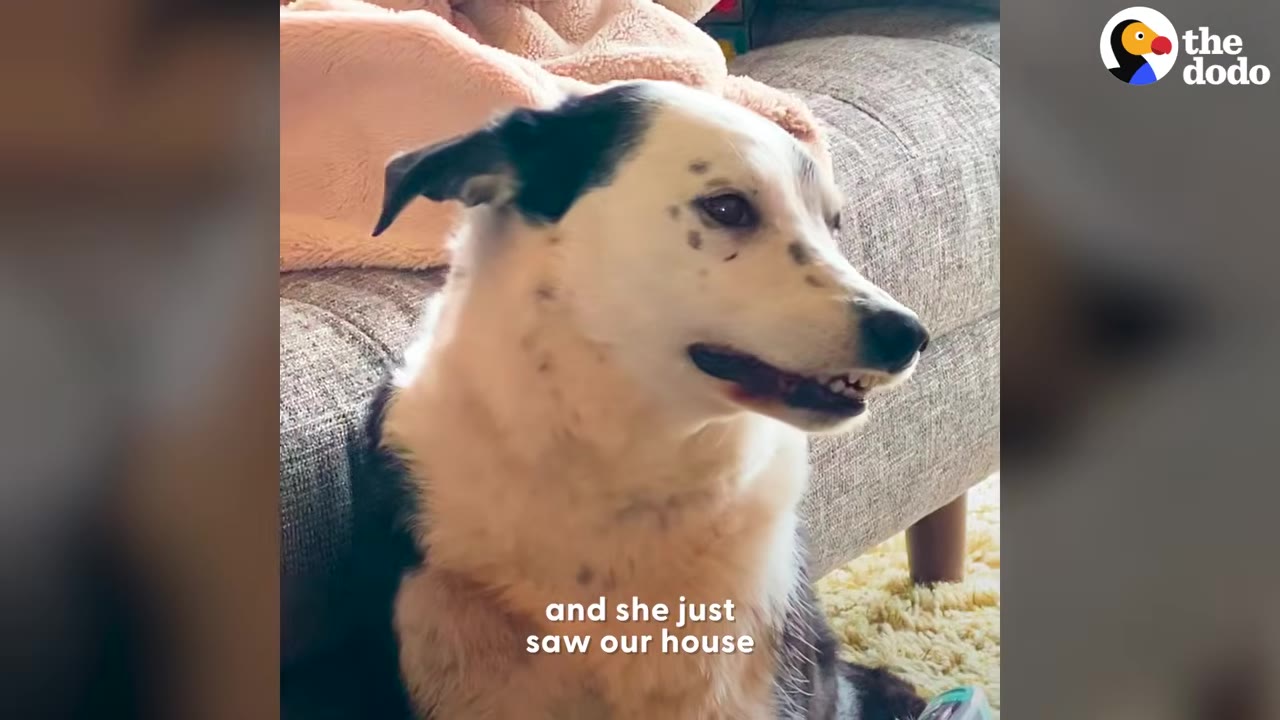 A black and white dog with black spots around its face sitting indoors near a couch.