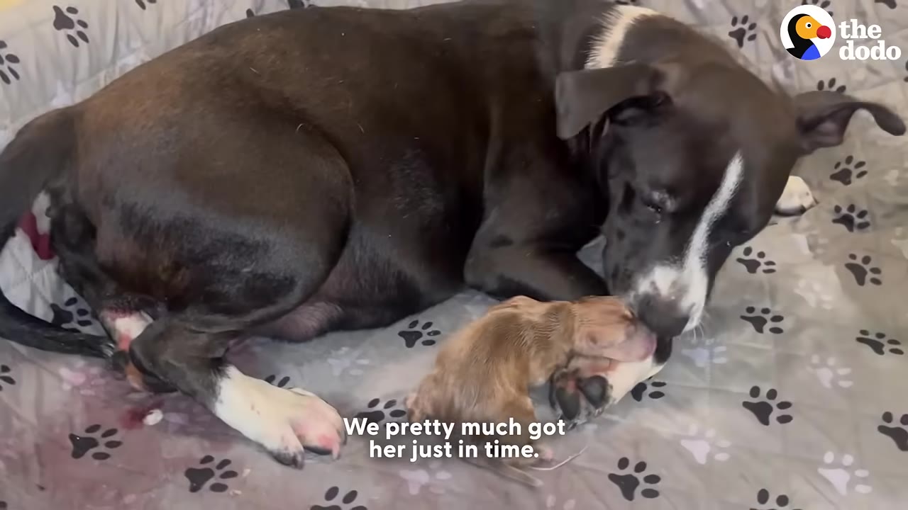 A black and white dog lies on a paw-print patterned blanket, gently licking her newborn brown puppy.