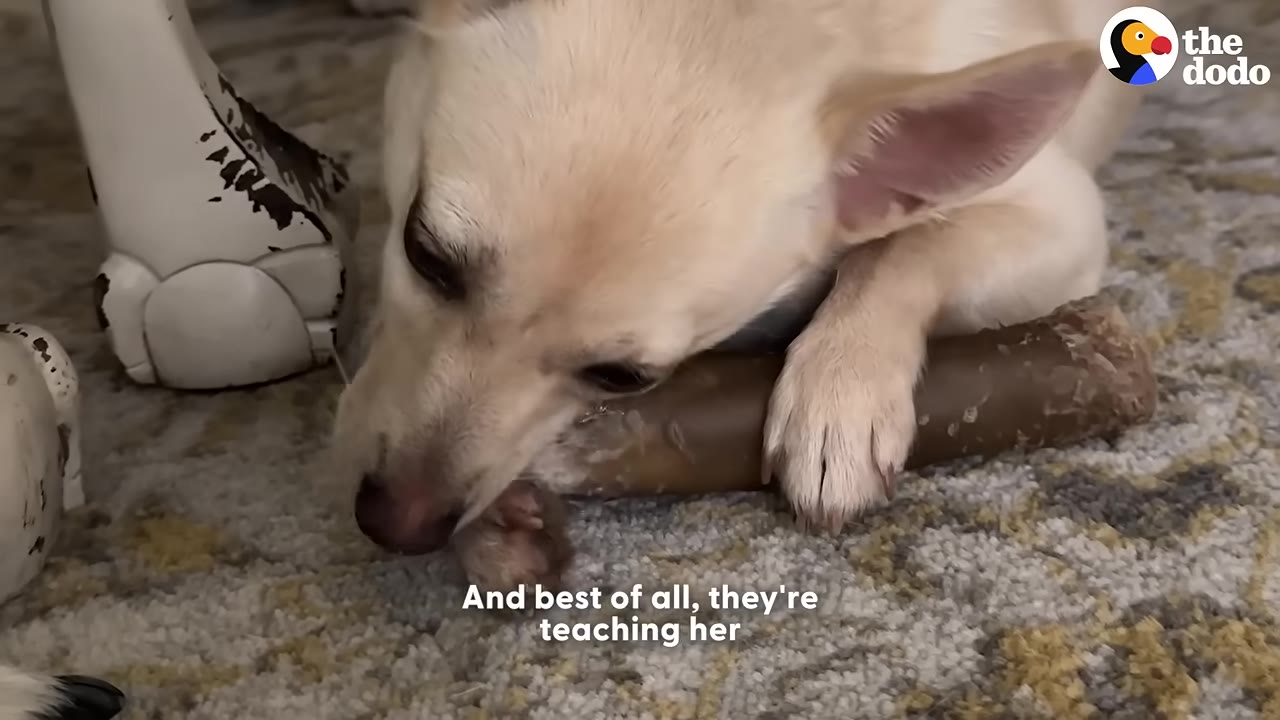A small, light-colored dog lying on a patterned rug while chewing on a brown toy bone.