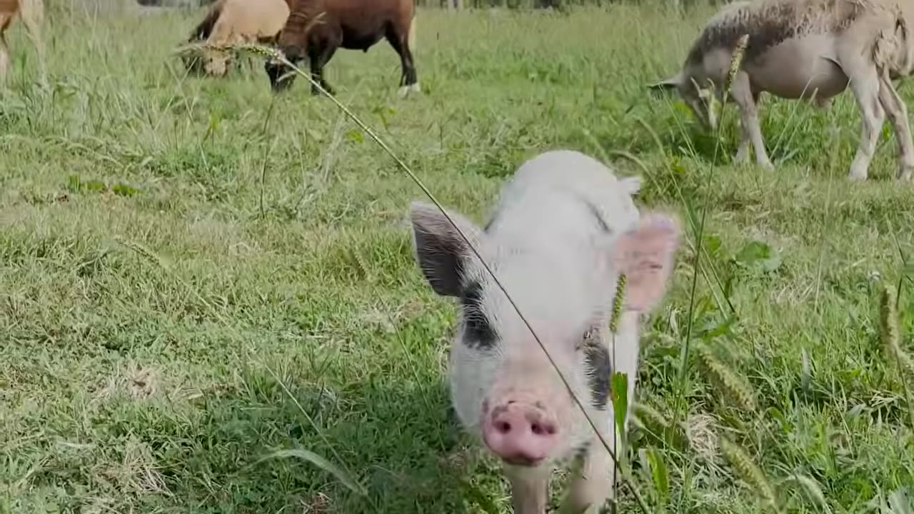 A small black and white spotted pig walking through green grass outdoors with other farm animals in the background.