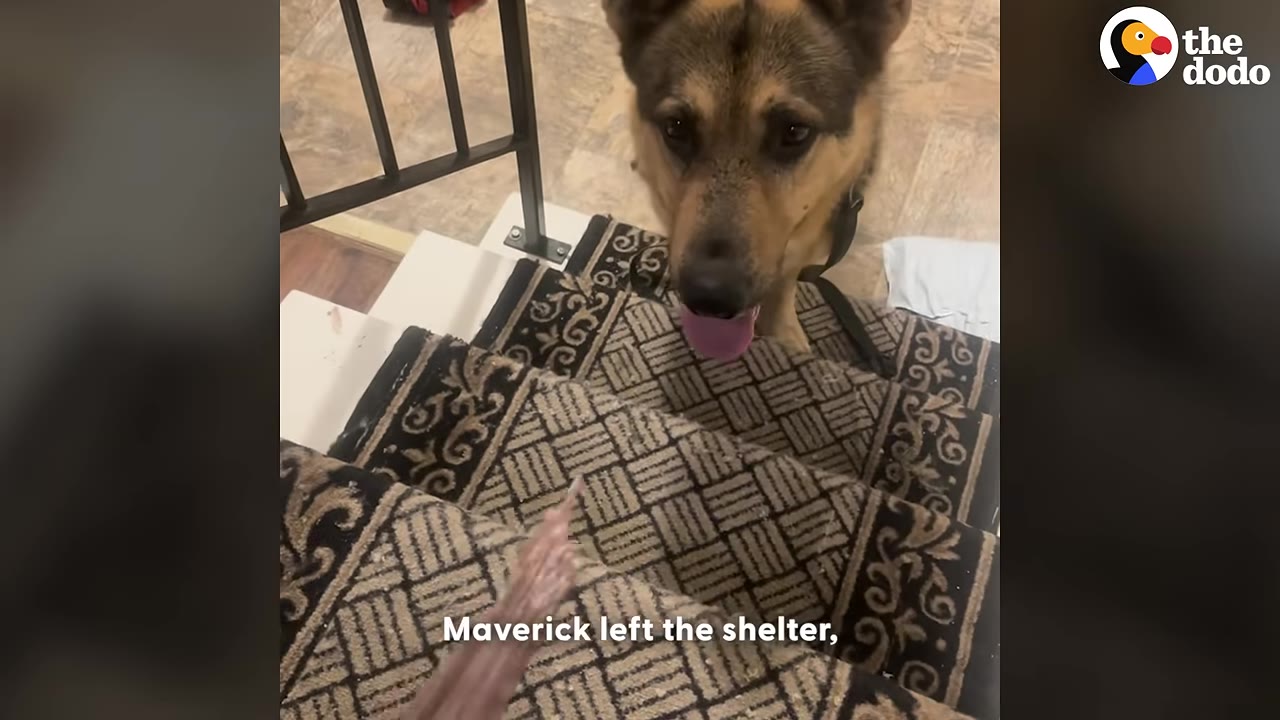 A German Shepherd mix dog named Maverick stands on carpeted stairs, looking up with his tongue slightly out as a hand offers him a treat.