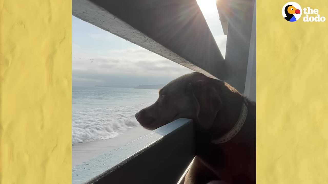 A brown dog resting its chin on a balcony railing while looking out at ocean waves.