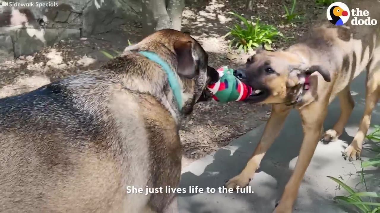 Two dogs playing tug-of-war with a colorful toy outdoors on a paved path.