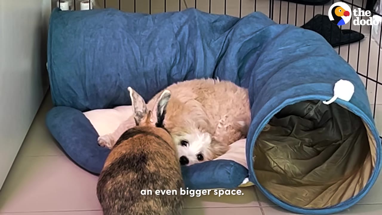 A rabbit sitting beside a small fluffy dog lounging in a blue pet bed near a fabric tunnel.