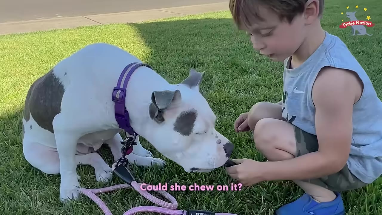 A white and grey dog with a purple collar sits on a green lawn next to a young boy who is offering it a treat.