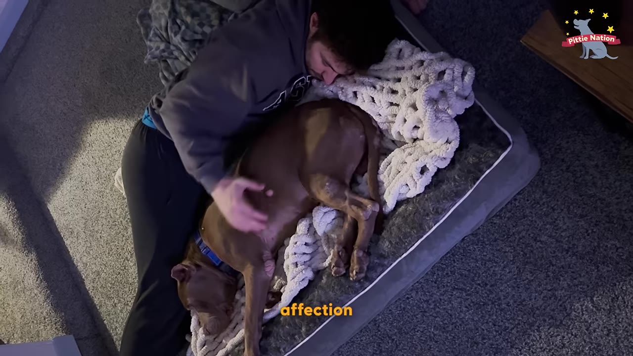 A man lying down next to a brown dog on a dog bed, gently petting and cuddling him.