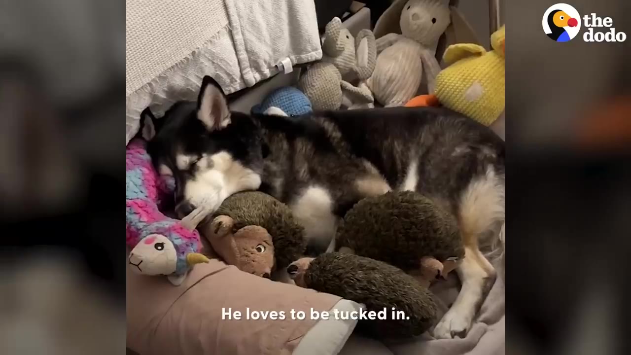 A black and white husky dog lies sleeping peacefully surrounded by several stuffed plush toys.