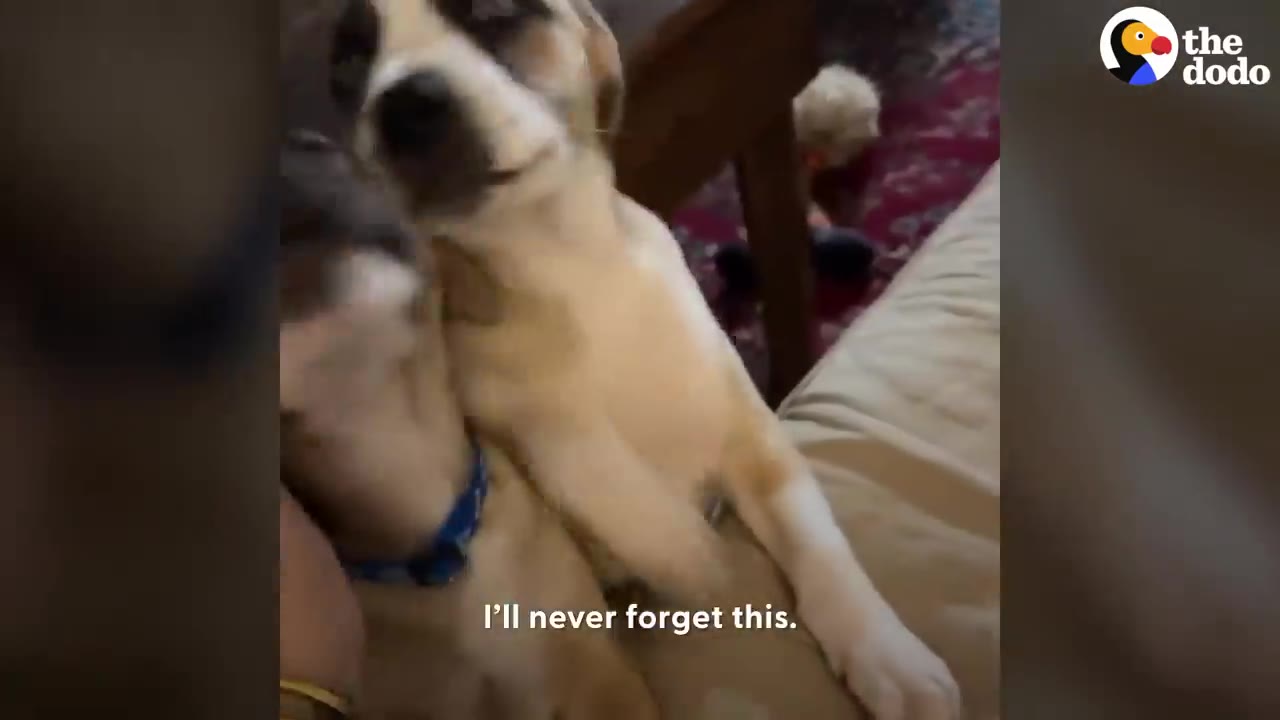 A tan and white puppy leaning against another dog on a couch indoors.