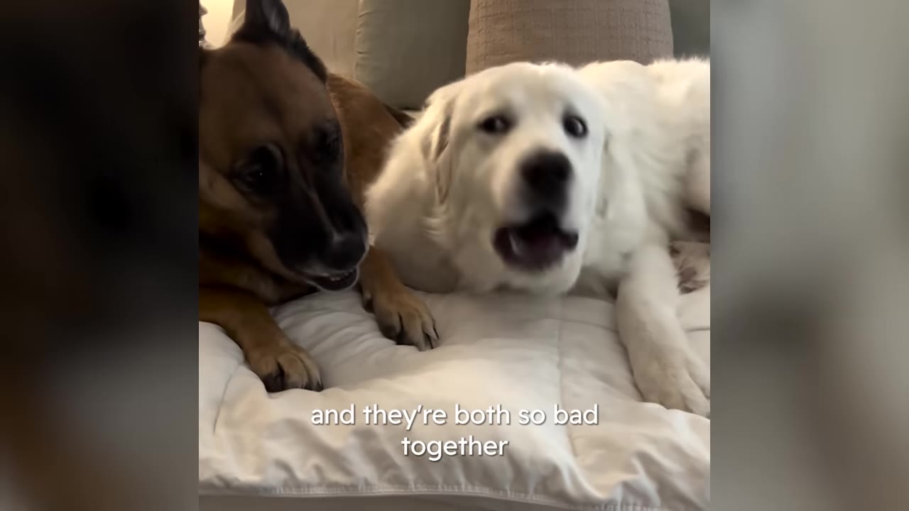 A brown dog and a white dog lying next to each other on a white blanket.