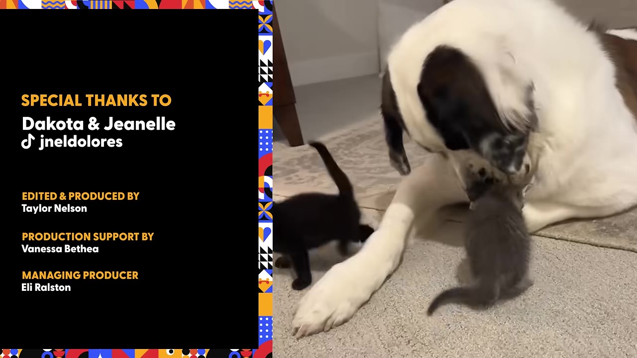 A large white and brown dog lies on a rug, gently interacting with a small black kitten and a small grey kitten.