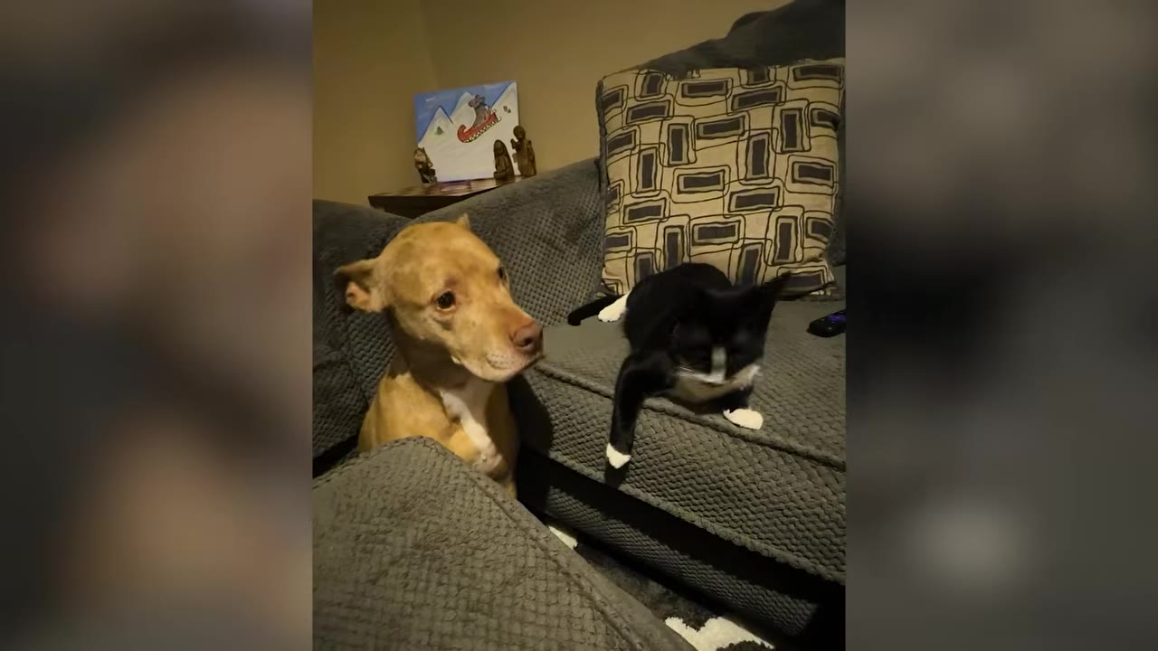 A tan dog looking gently at a black and white cat sitting on a grey couch.