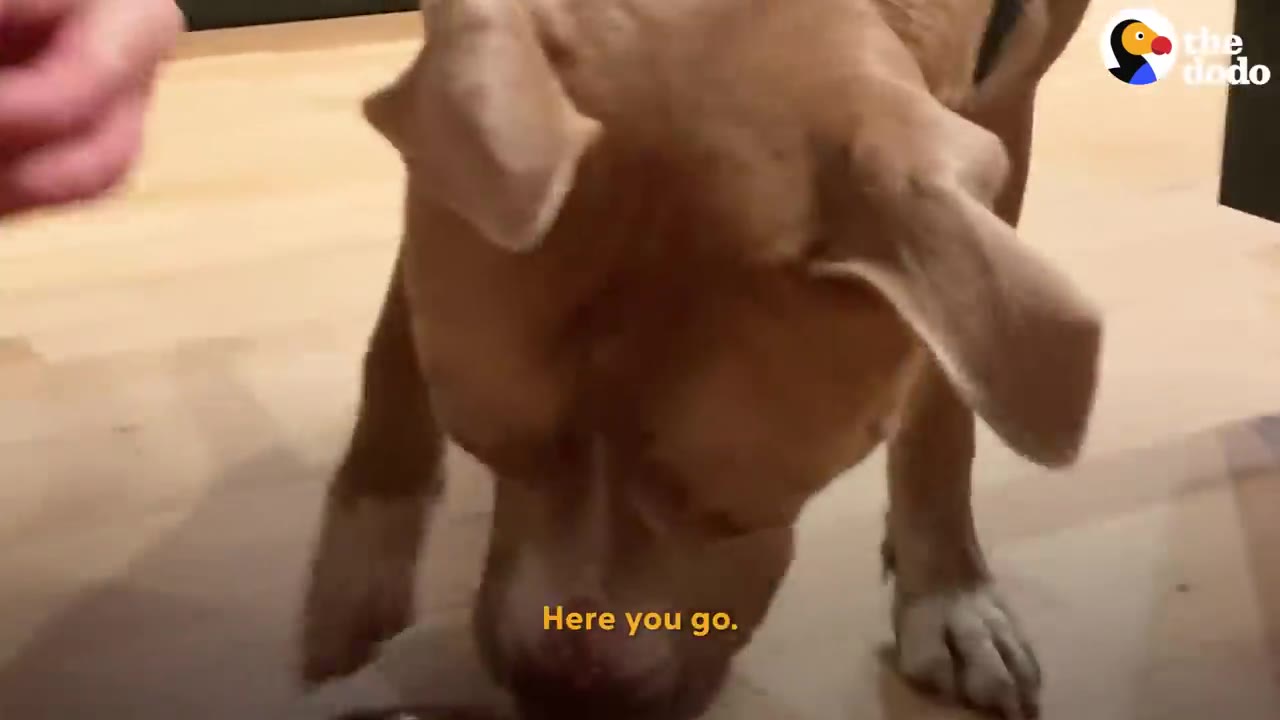 A tan dog looking down toward the wooden floor indoors.