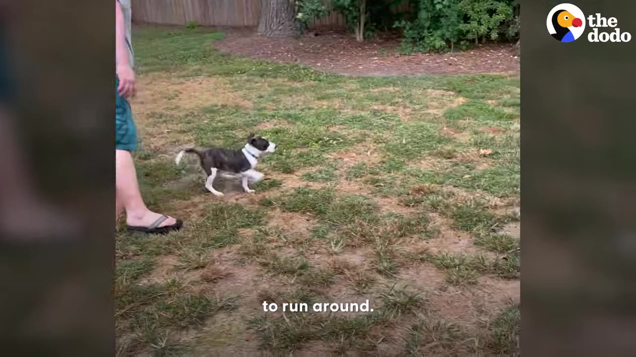 A small brindle and white dog running happily across a grassy yard.