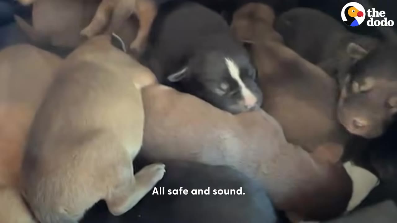 A pile of tiny newborn puppies huddling together inside a container.