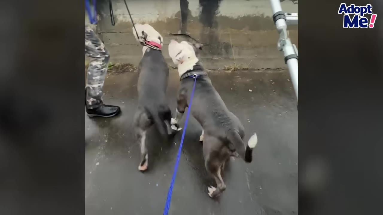 Two pit-bull type dogs on blue leashes being guided along the pavement by a rescuer after being brought up from the canal.