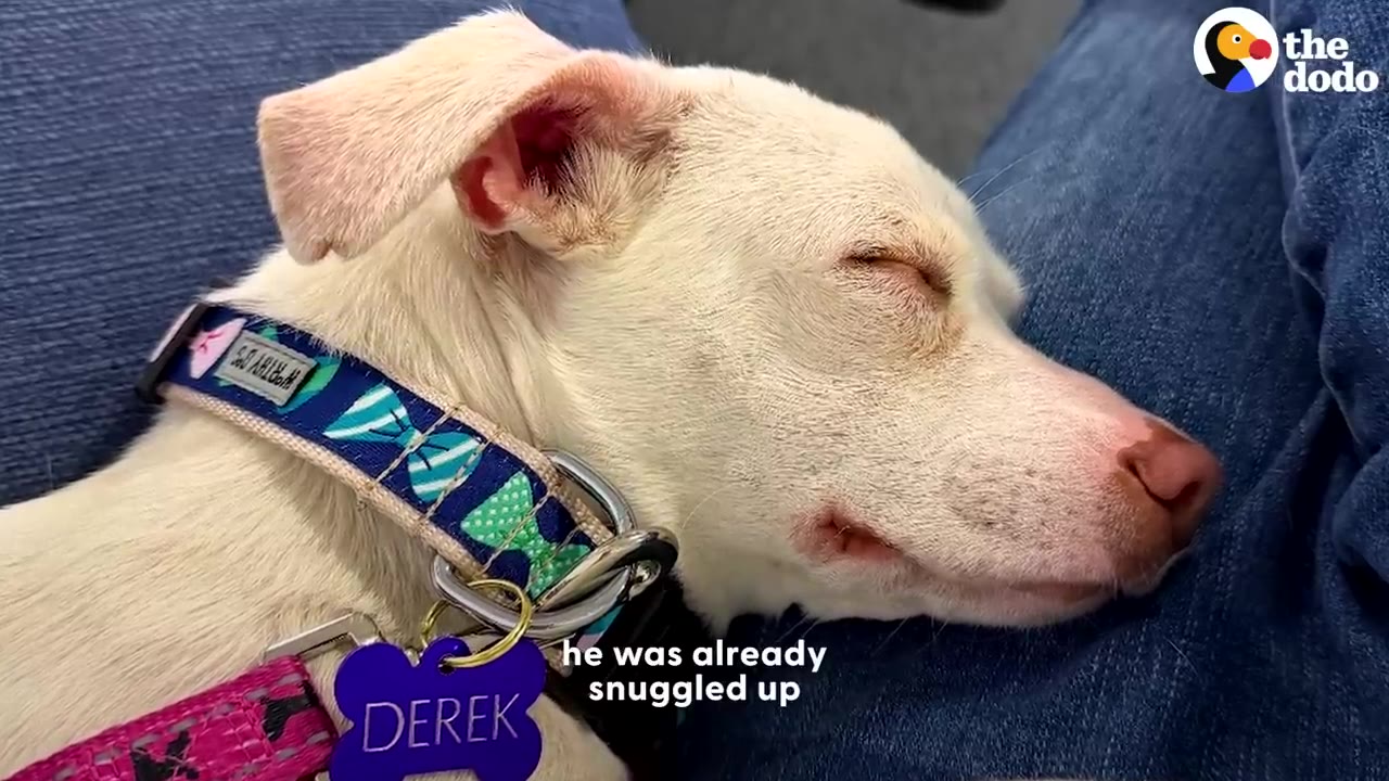 A close-up of a small white dog sleeping peacefully on a person's lap, wearing a blue patterned collar with a purple bone-shaped tag that reads 'DEREK'.
