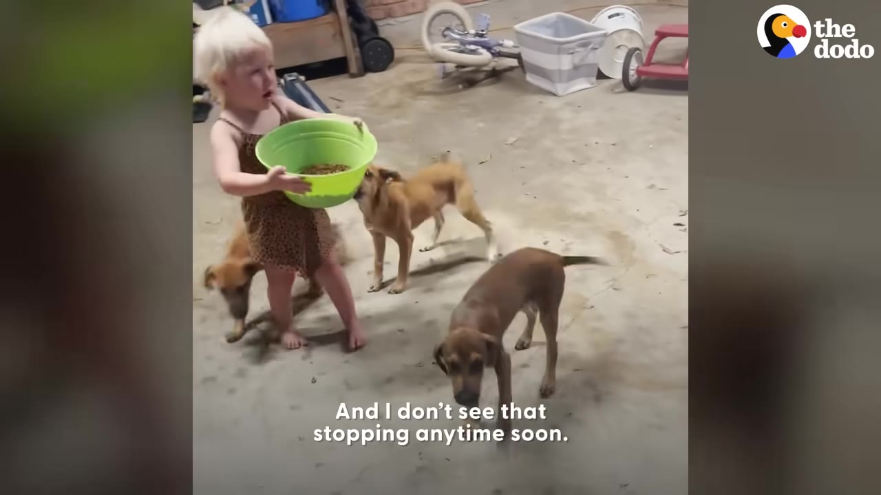 A young toddler holding a green bowl of food surrounded by three brown puppies on a concrete floor.