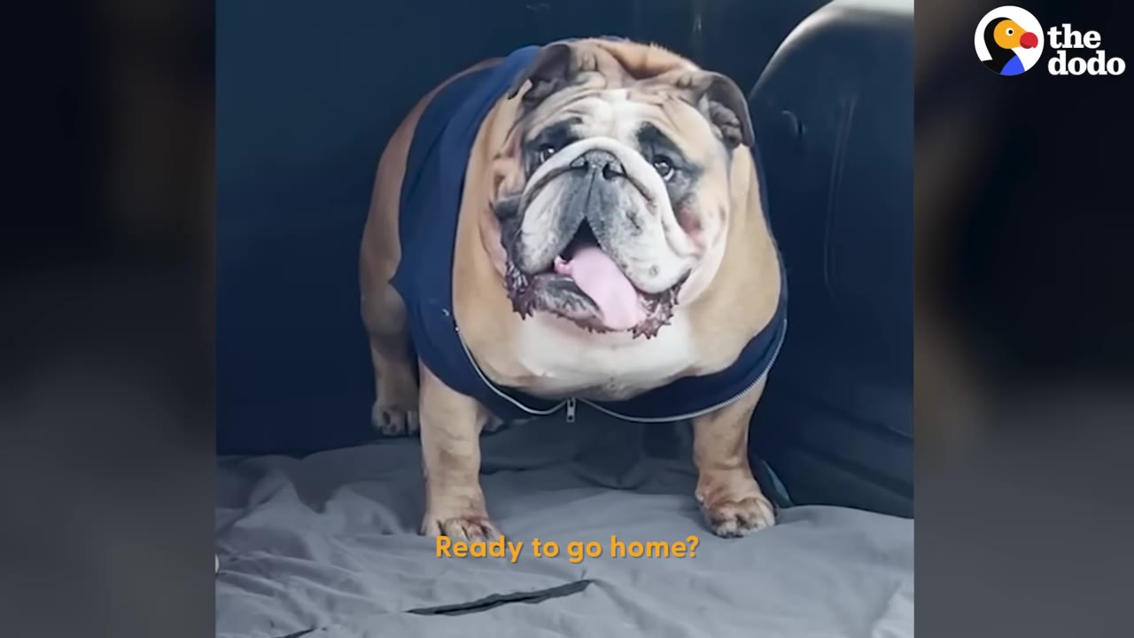 An English bulldog wearing a blue shirt stands in the trunk of a car looking toward the camera with its tongue out.