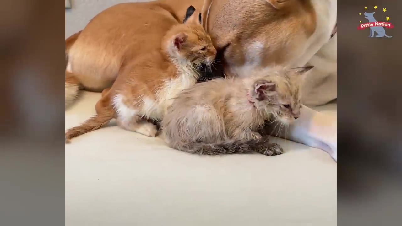 A tan and white dog gently resting her head near two tiny foster kittens on a soft surface.