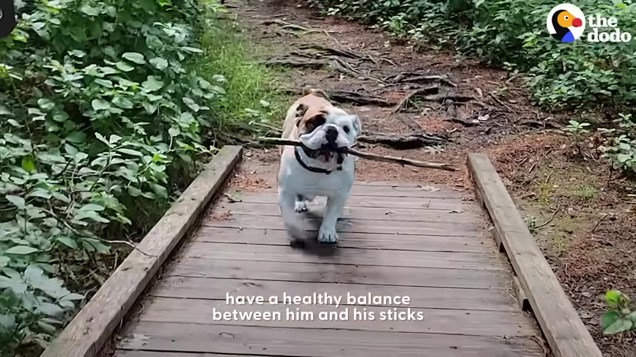 A bulldog carrying a long stick horizontally in its mouth while walking across a wooden bridge on a trail.